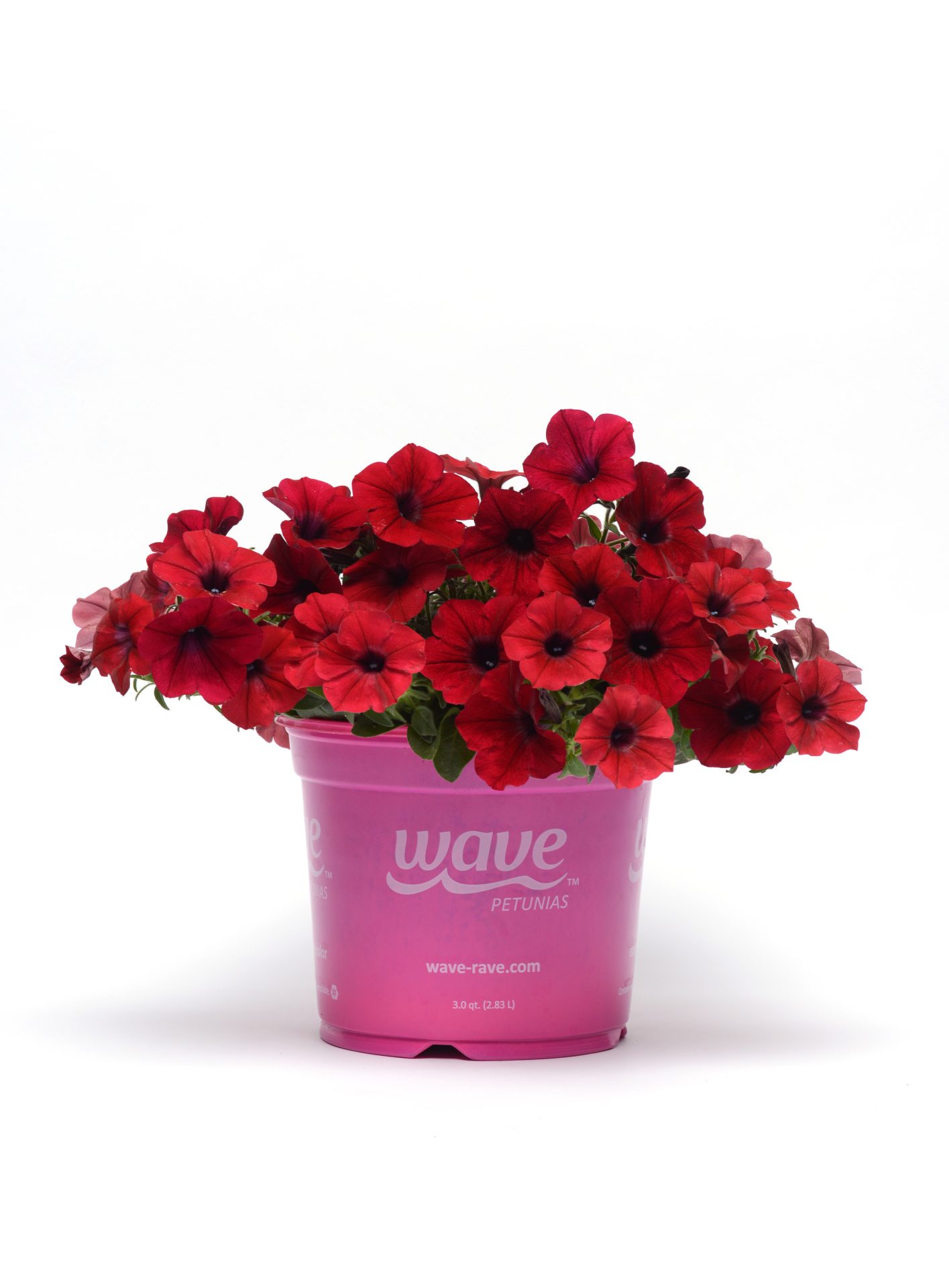 Petunia hybrida Tidal Wave Red Velour - obrazek 2