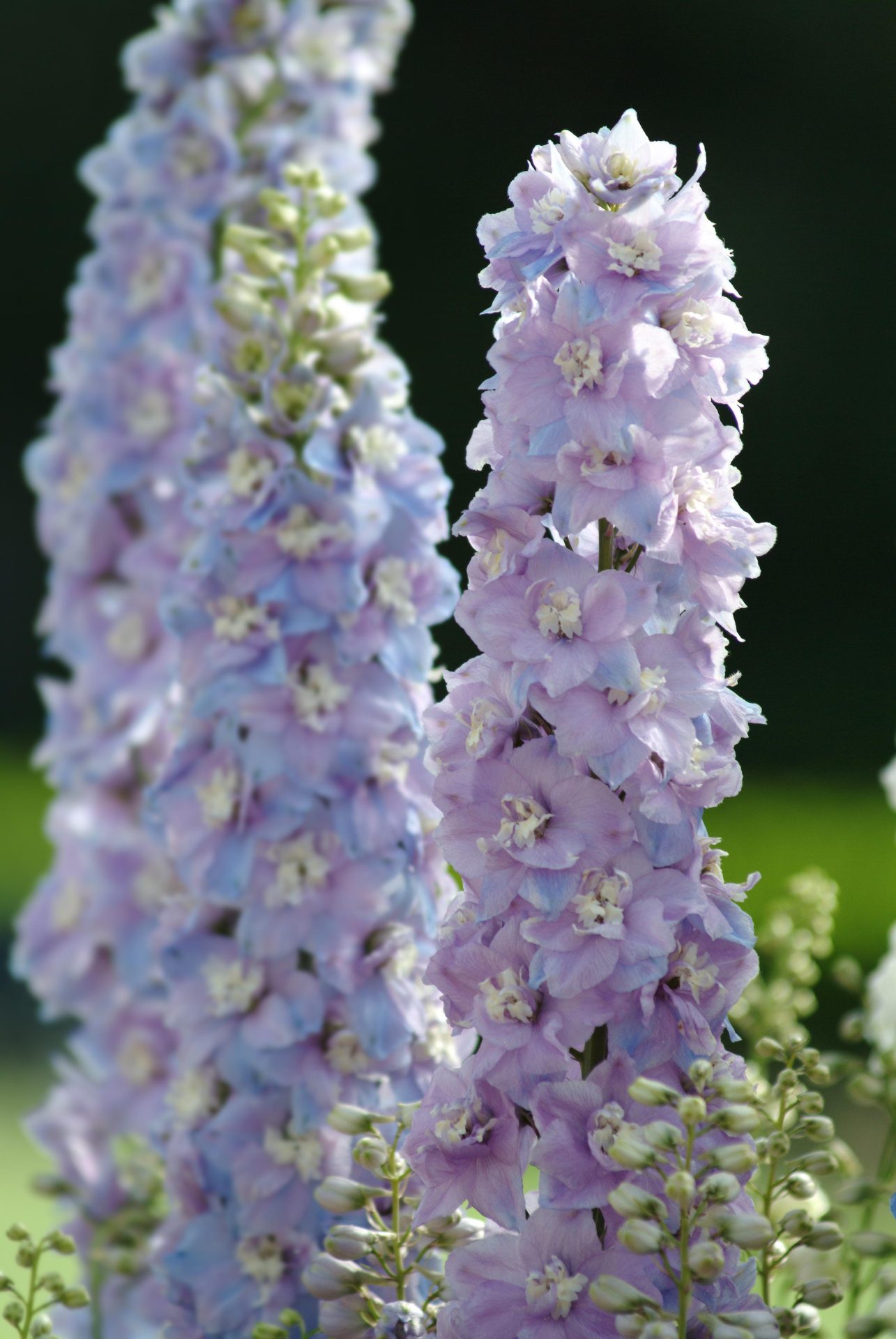 Delphinium elatum Guardian Lavender - obrazek 2