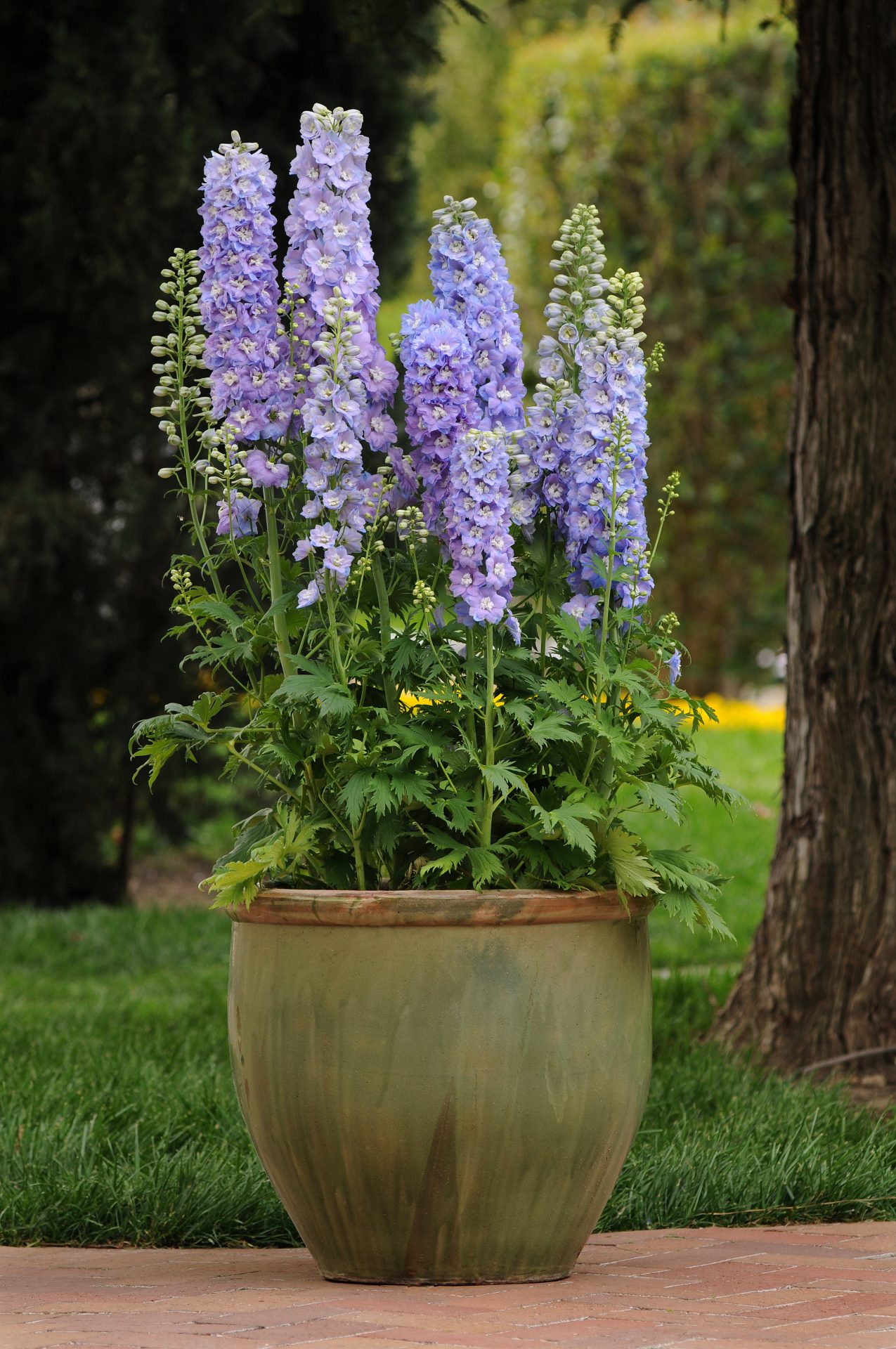 Delphinium elatum Guardian Lavender - obrazek 3