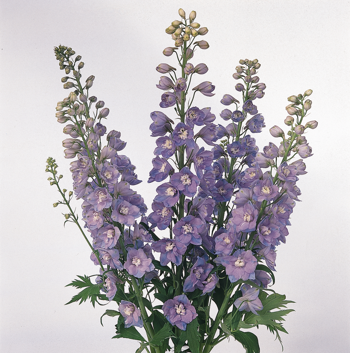 Delphinium elatum Guardian Lavender - obrazek 4