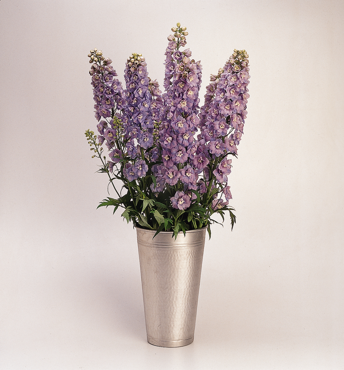Delphinium elatum Guardian Lavender - obrazek 5