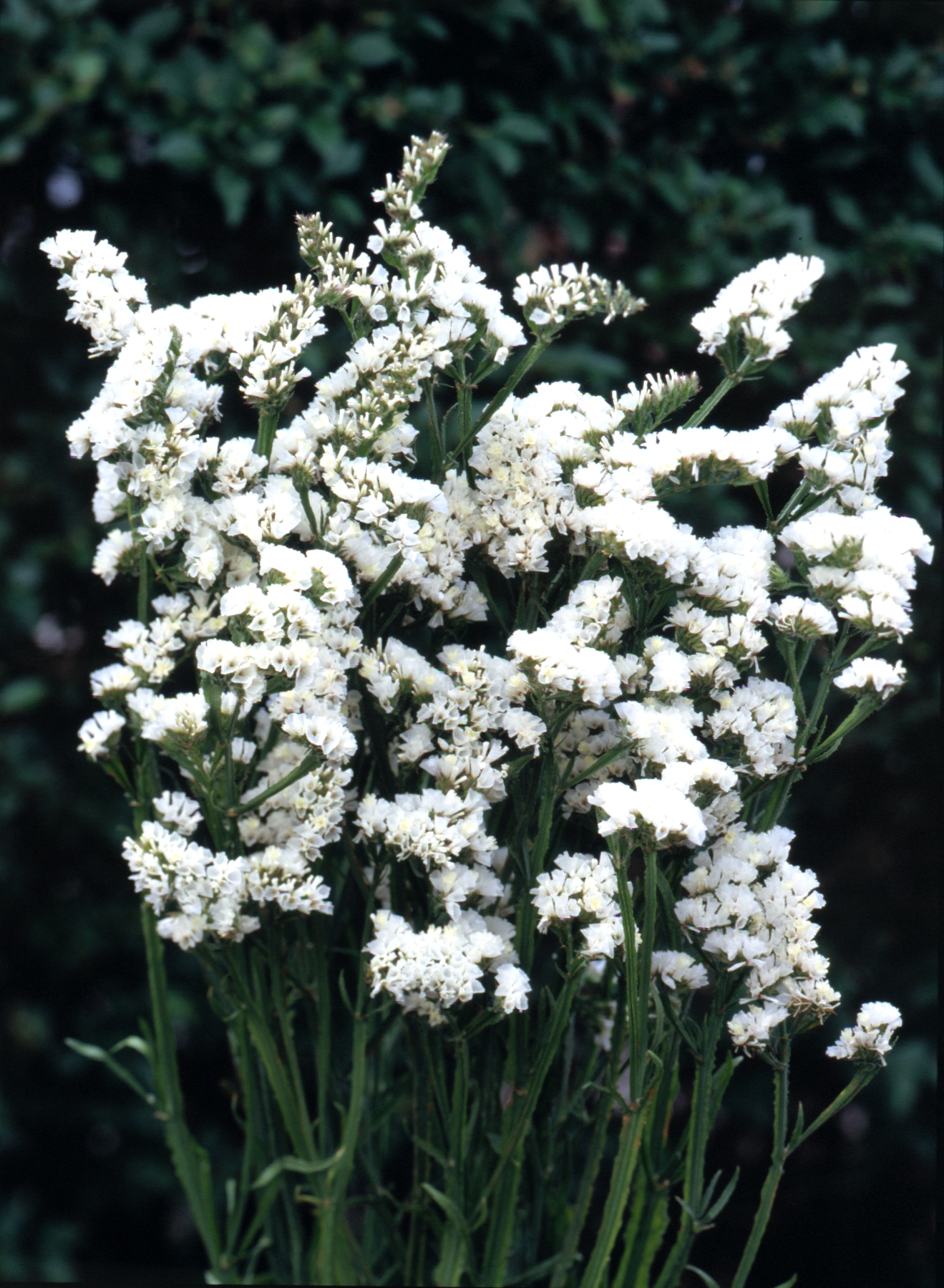 Dried White Statice Flowers - E's Florals